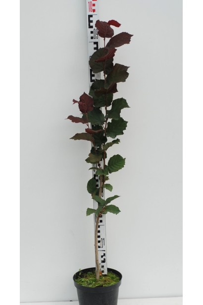 Фундук обыкновенный Сирена в контейнере