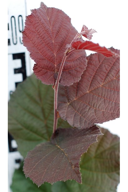 Листья фундука Сирена