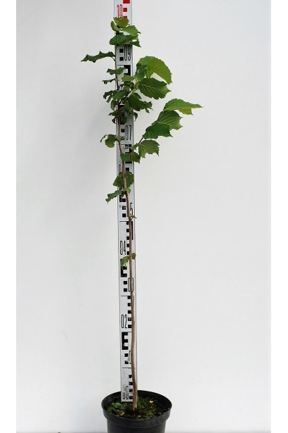 Фундук обыкновенный Трапезундский