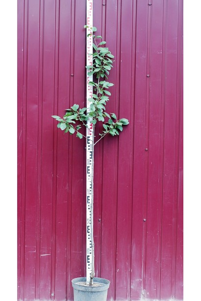 Саженец в контейнере сливы Анна Шпет