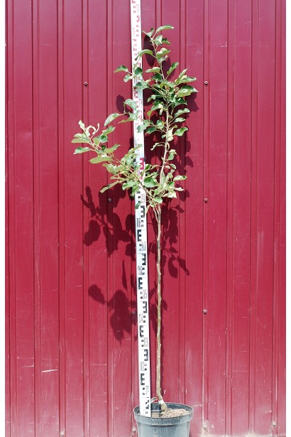 Яблоня Снежный Кальвиль (зимняя) в садовом центре