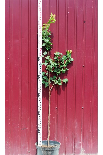 Абрикос Ювілейний ранній саджанець в горщику