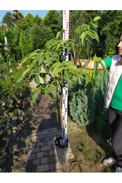 Саженец в контейнере в садовом центре