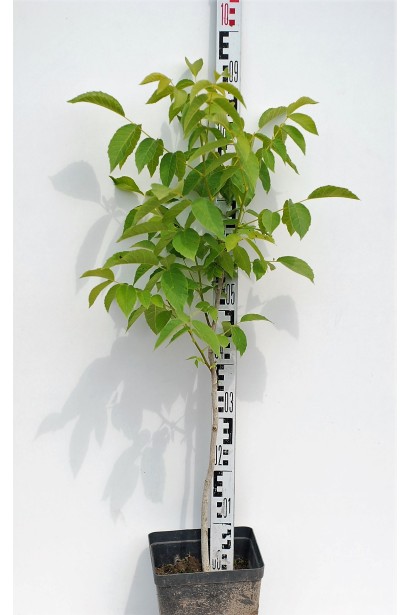 Орех грецкий (волошский)