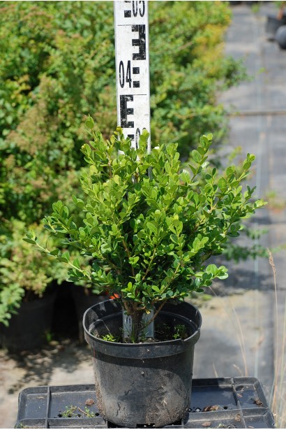 Самшит Фолкнер – 3л/вис.30см/Ø15-20см