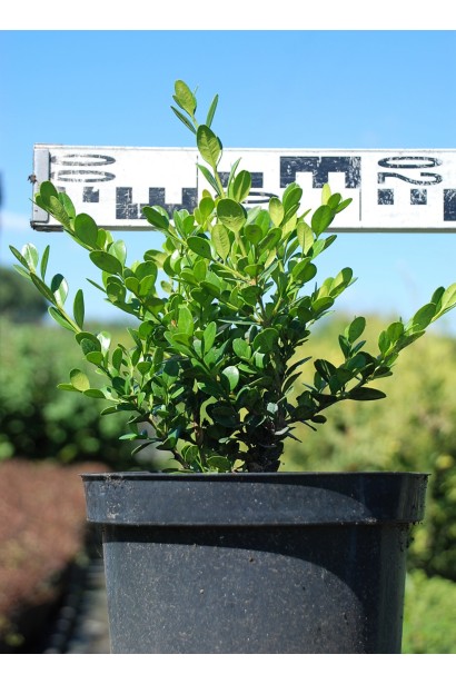 Buxus microphilla Faulkner