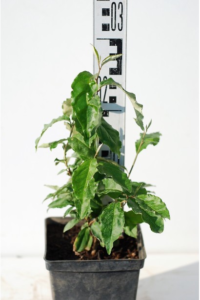 Лох багатоквітковий саджанець в горщику