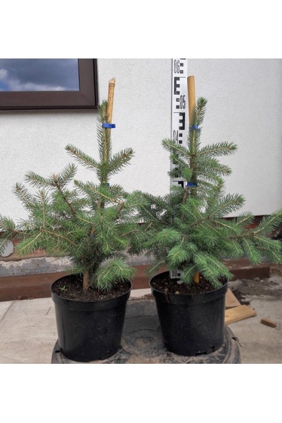 Молодий саджанець псевдотсуги Мензіса в горщику для посадки.