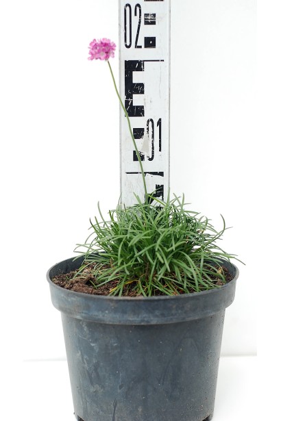 Армерия Розеа в контейнере высота 10 см