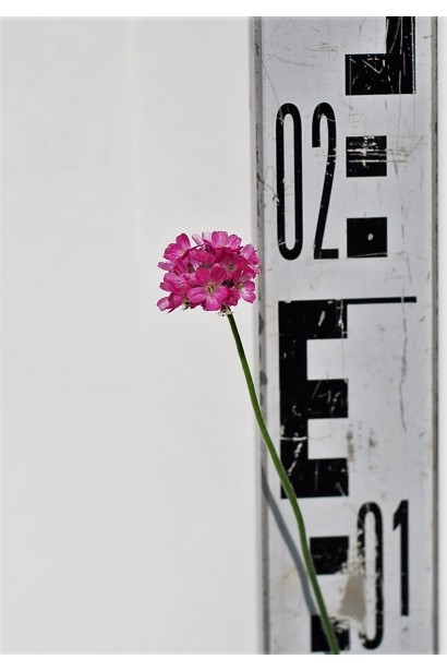 Armeria maritima Розеа высота цветка 20 см