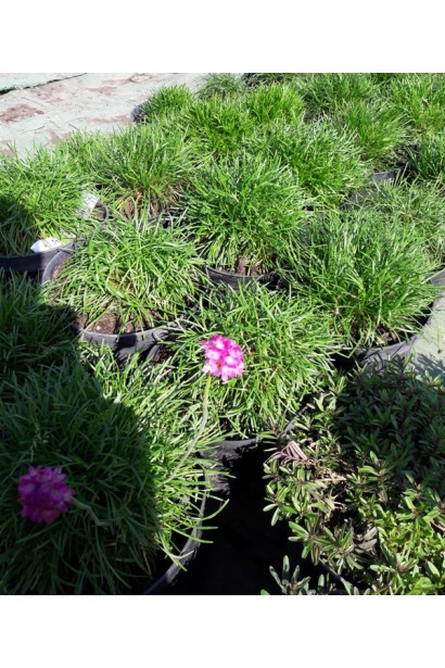 Armeria maritima Rosea цветение