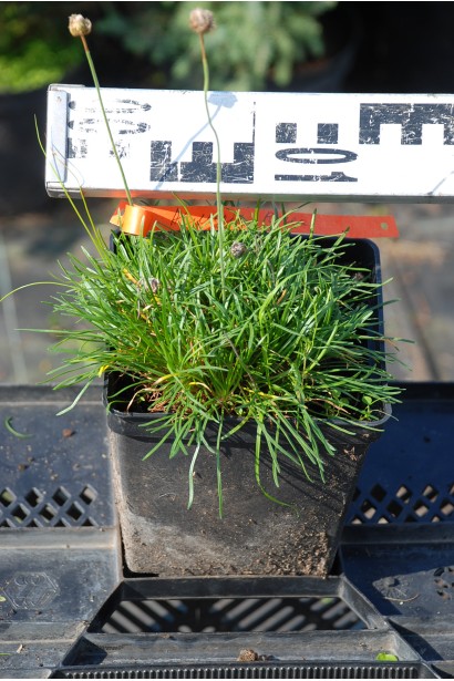 Армерия Rosea в диаметре 15 см