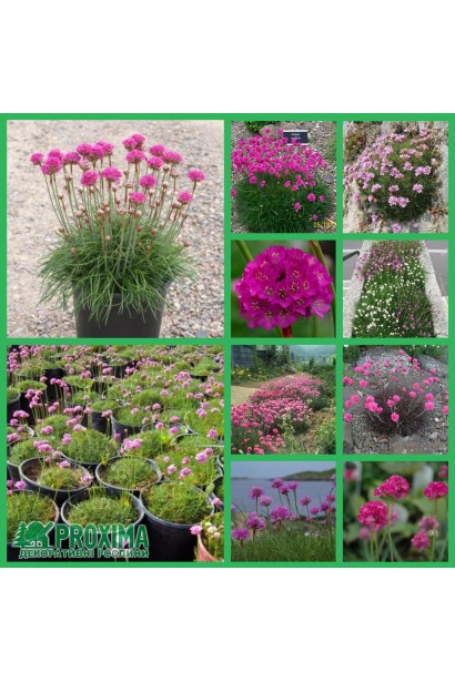Armeria maritima Rosea 