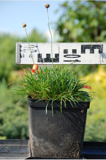 Саженец армерии Розеа в контейнере