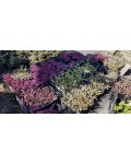 Вереск обыкновенный Фрозен | Верес звичайний Фрозен | Calluna vulgaris Frozen