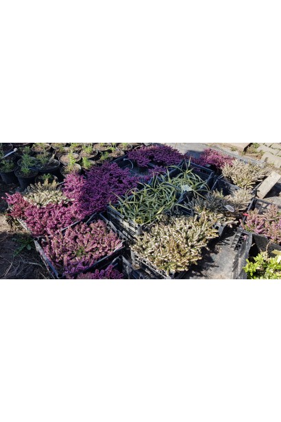 Вереск обычный Frozen