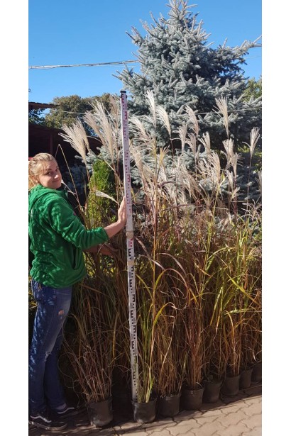 Міскантус цукроквітковий саджанці в садовому центрі