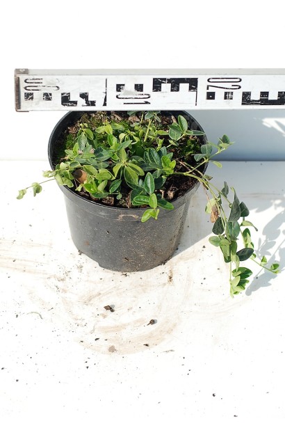 Барвінок малий Альба в горщику 3 л