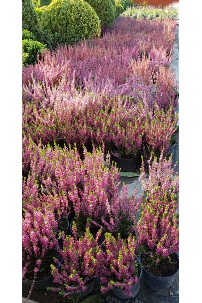 Вереск обыкновенный Вайбе саженцы в садовом центре