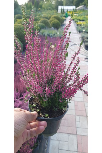 Вереск обыкновенный Вайбе контейнер 3 л.