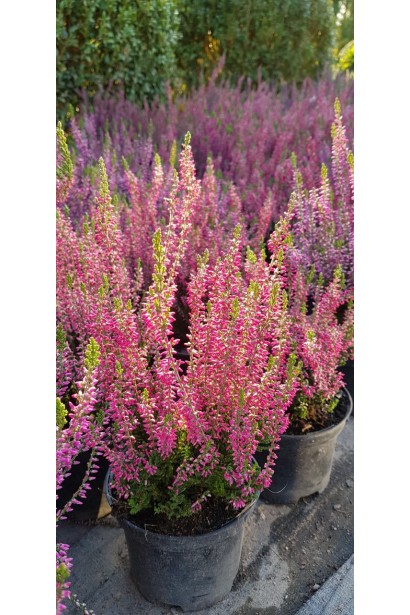 Вереск обыкновенный Вайбе саженец в горшке