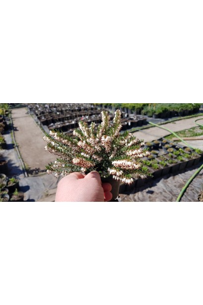 Вереск Вивика саженец Р9