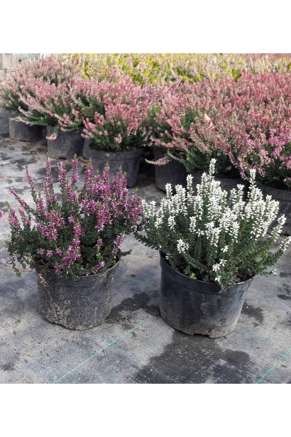 Белый и розовый вереск