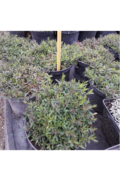 Гвоздика дельтоподібна Діамант контейнер