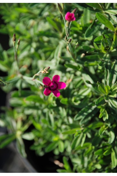 Гвоздика дельтовидна Діамант