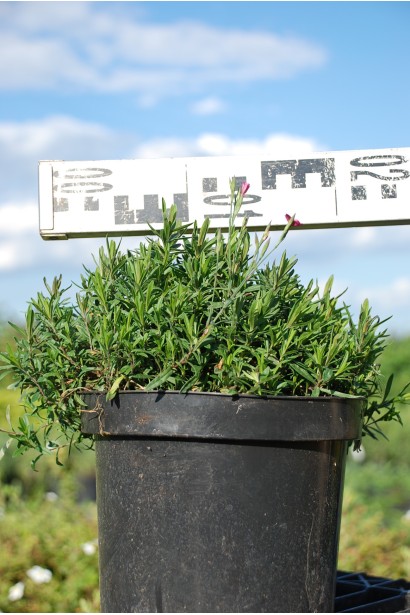 воздика дельтоподібна Діамант саджанець в горщику 3 л