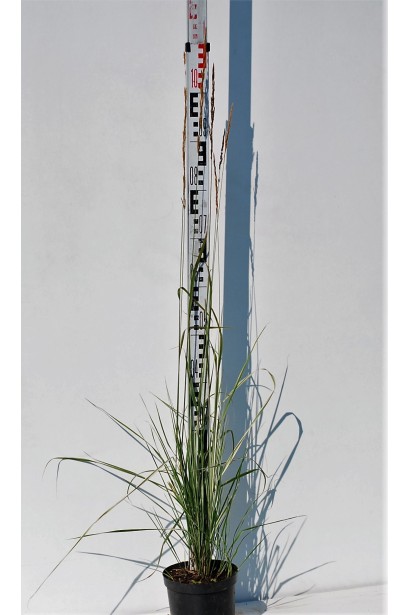 Вейник Овердам саженец С3 50-70 см