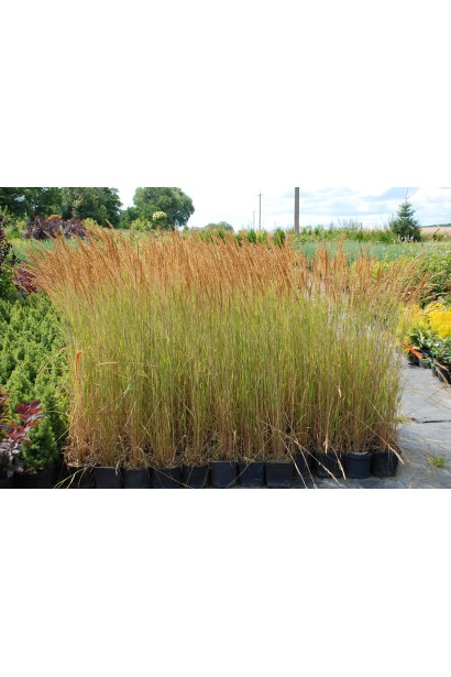 Саженцы вейника Овердам в садовом центре