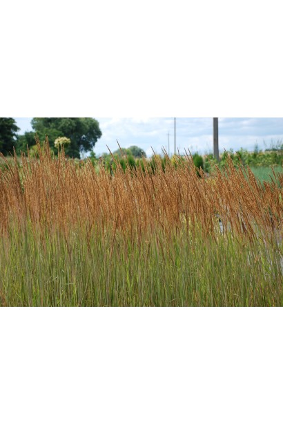 Вейник остроцветковый Овердам 