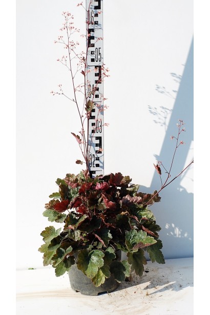 Гейхера гибридная Регина контейнер 3л 15-20 см