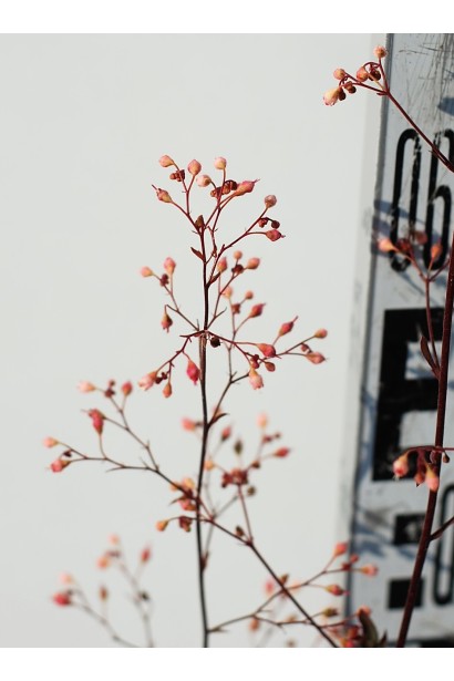 Гейхера Регина соцветия