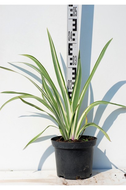 Ірис щетинистий Варієгата в горщику 5 л висота 30-40 см