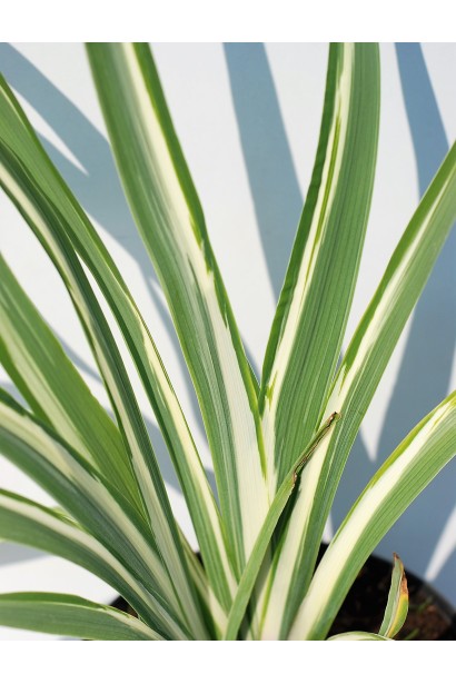 Ірис щетинистий Варієгата світло-зелене листя з білою полосою посередині