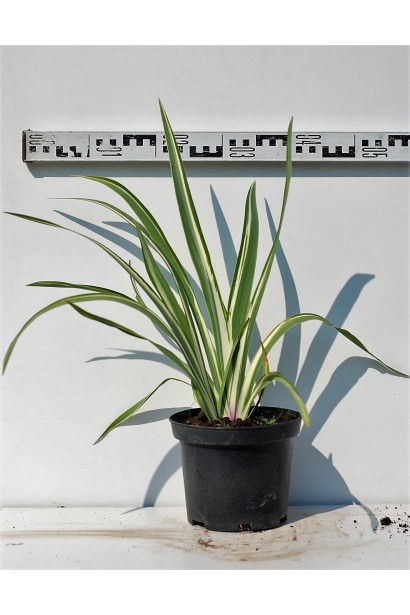 Ірис щетинистий Варієгата в контейнері 5 л діаметр 40-50 см