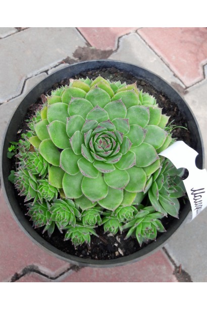 Молодило Вульфена / кам’яна троянда в горщику