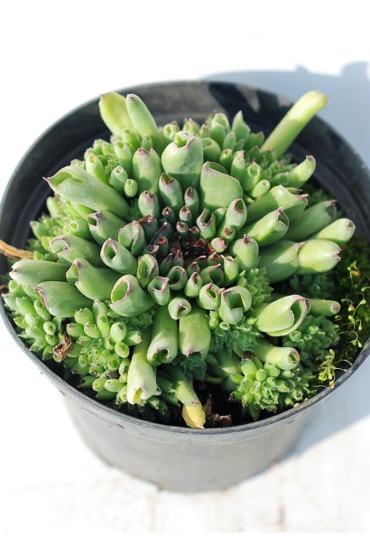 Молодило покрівельне Оддіті | Sempervivum tectorum Oddity | Молодило кровельное Оддити