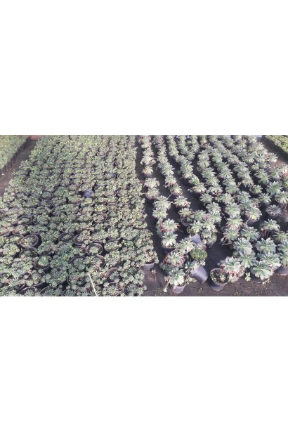 Молодило покрівельне Оддіті | Sempervivum tectorum Oddity | Молодило кровельное Оддити