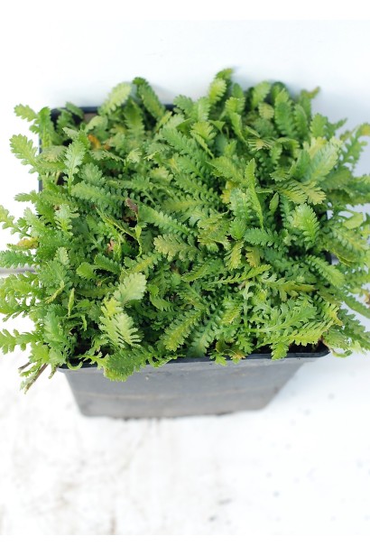 Котула шорстка | Cotula squalida | Котула шероховатая