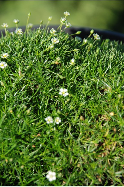 Моховинка шиловидная цветы