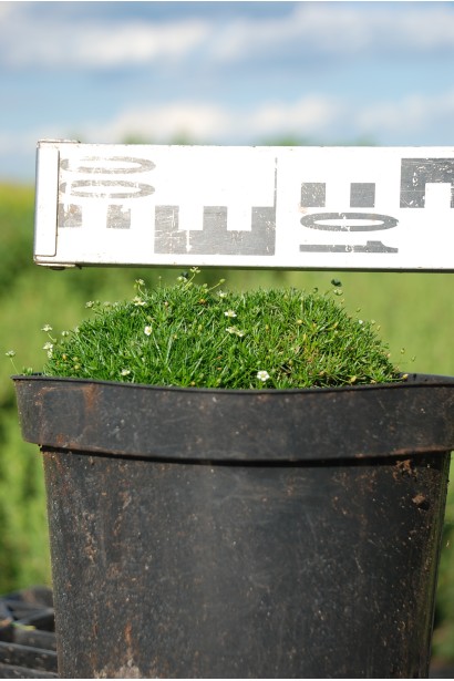 Моховинка шиловидная контейнер Ø10-15см