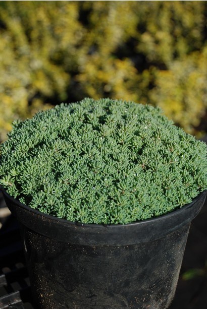 Очиток лідійський в контейнері