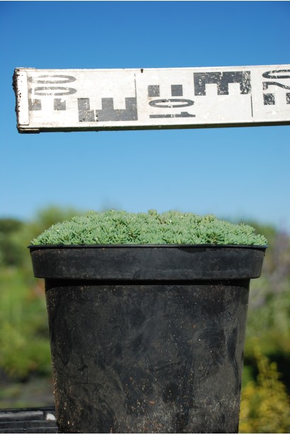 Очиток лідійський в контейнері