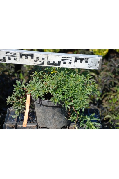 Sedum floriferum Weihenstephaner Gold