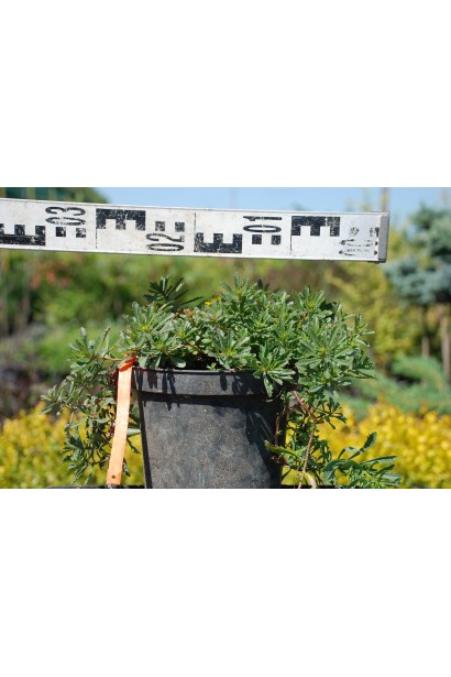 Очиток цветоносный Вейхенстефанер Голд