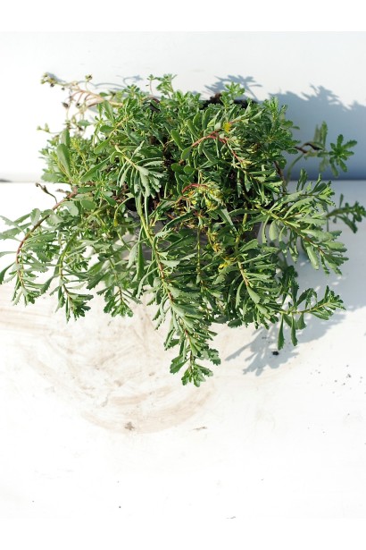 Очиток цветоносный Вейхенстефанер Голд