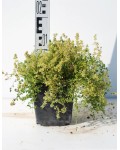 Чебрець звичайний Альба / Тим’ян | Thymus vulgaris Alba | Тимьян обыкновенный Альба / Чабрец